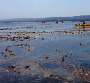 Kelp beds, Monterey Bay, California