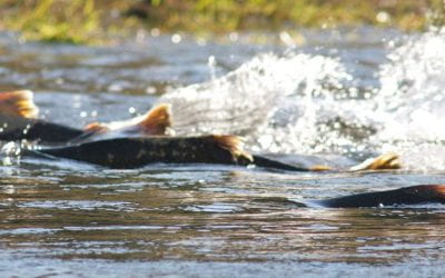 Inaugural Repass-Rodgers Salmon Restoration Policy Fellow Featured in CalMatters