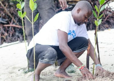 Kevin planting mangrove