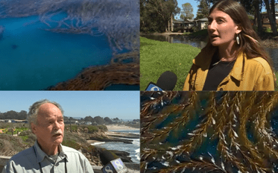 Ali Boutros Featured on Newscast about Kelp in a Warming Climate